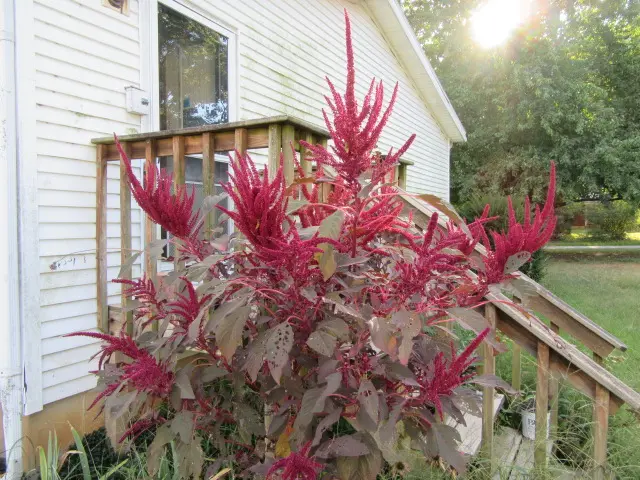 Amaranthus cruentus ‘Purple Spike’ Overview « The Belmont Rooster