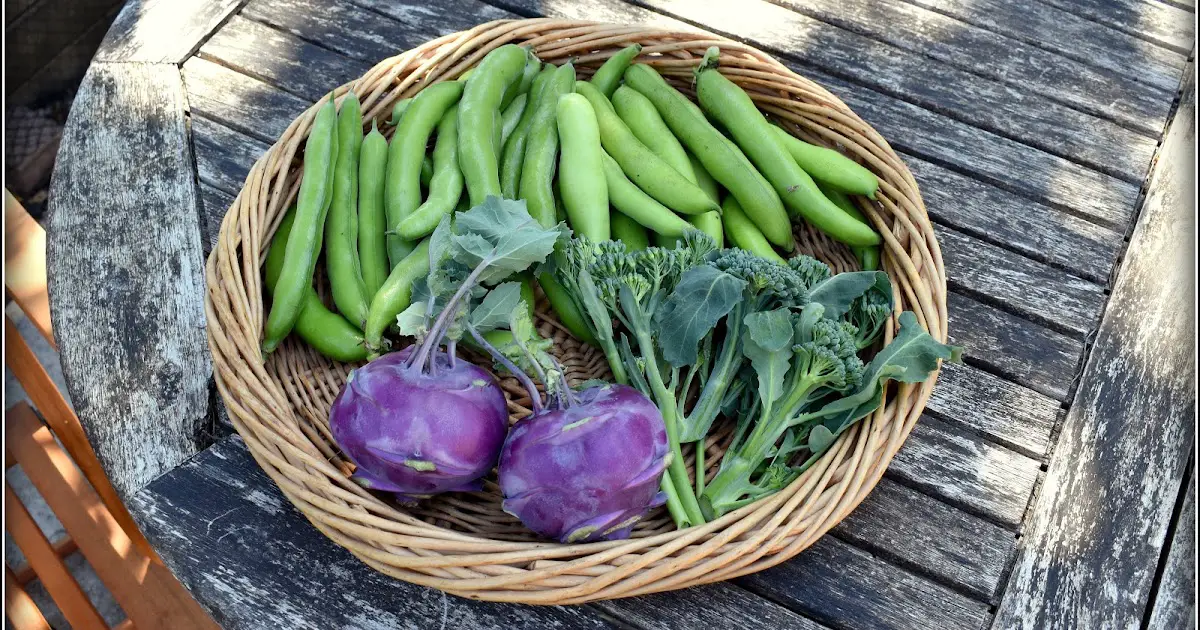 I obtained some Broad Beans in any case!