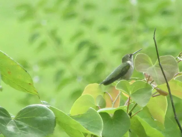Assembly The Hummers… « The Belmont Rooster