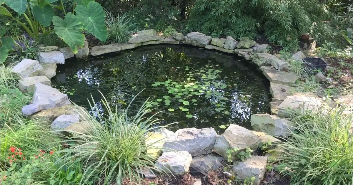 It is Not Work, It is Gardening!: The Pond this Summer season season