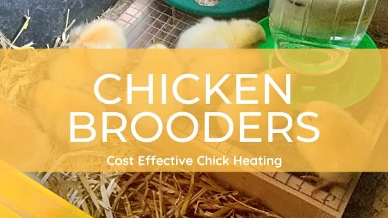 Rooster Brooder: Why You Want One For Your Homestead