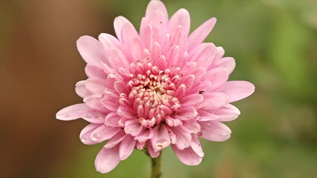 Chrysanthemums: From Historic Herb to Japan’s Imperial Image