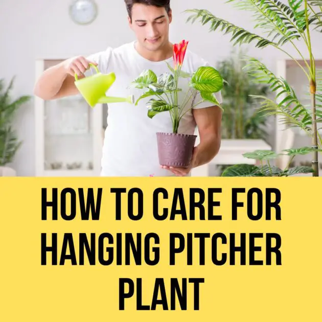 How To Care For Hanging Pitcher Plant in 2023? The Easy Methodology