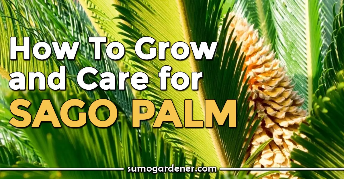 Sago Palm (Cycas revoluta) Rising Information