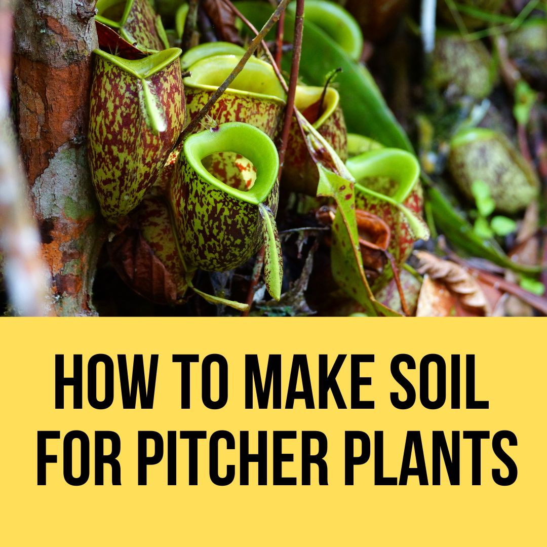 How To Make Soil For Pitcher Crops? The Setting nice Means (2023) How To Make Soil For Pitcher Crops? The Setting nice Means (2023)