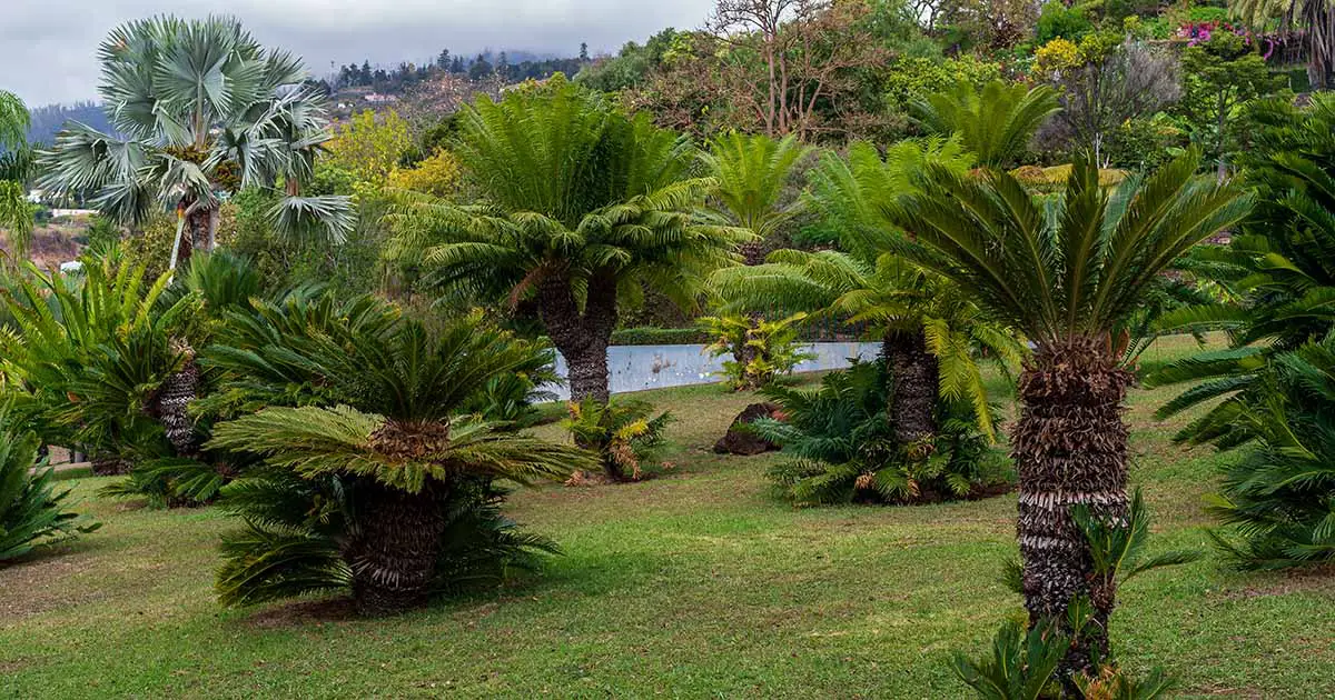 When and Suggestions on the proper technique to Fertilize Palms
