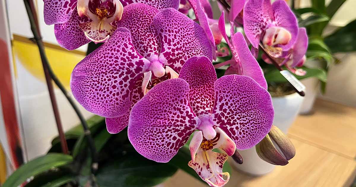 Methods to Determine and Deal with Orchid Crown Rot