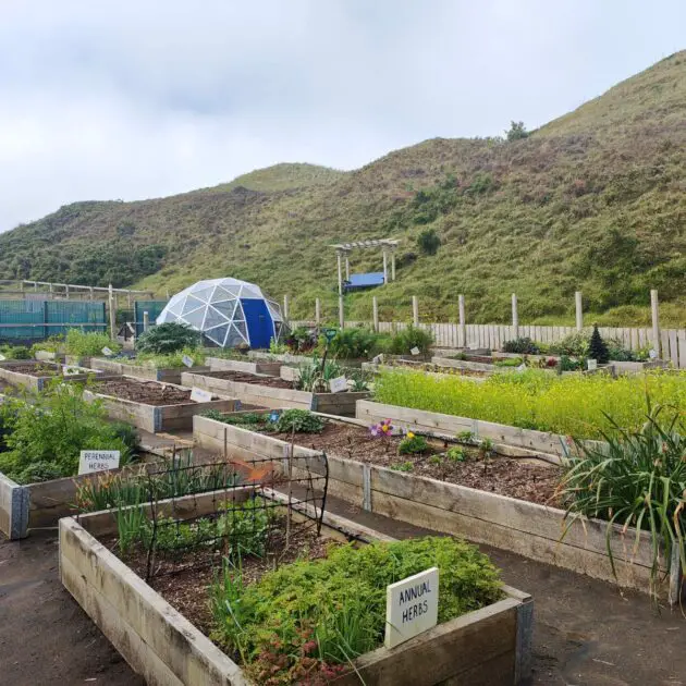 Yard pointers for September – SARAH THE GARDENER