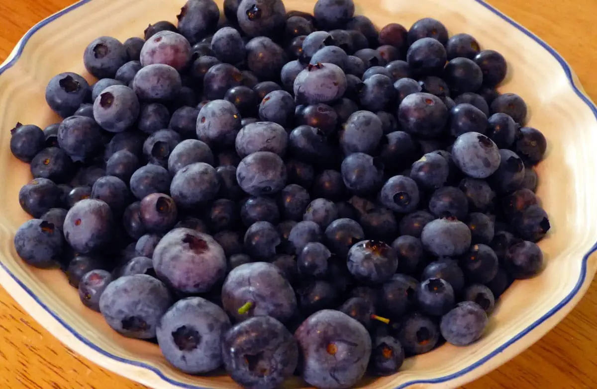 Blueberries – I Hope You Have Some