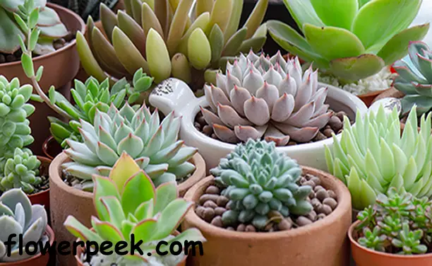 How To Take Care Of Cactus Indoors How To Take Care Of Cactus Indoors