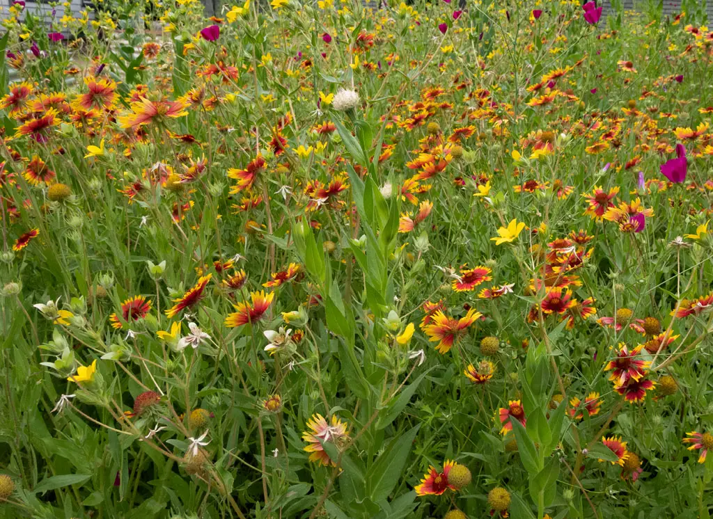 Three Tales of Change: Wildflower Pocket Gardens