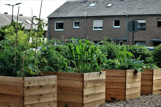 Rising Potatoes in Raised Beds in 2024 Rising Potatoes in Raised Beds in 2024
