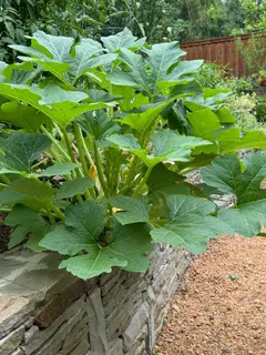 Yellow Crooked Neck Squash | DALLAS GARDEN BUZZ