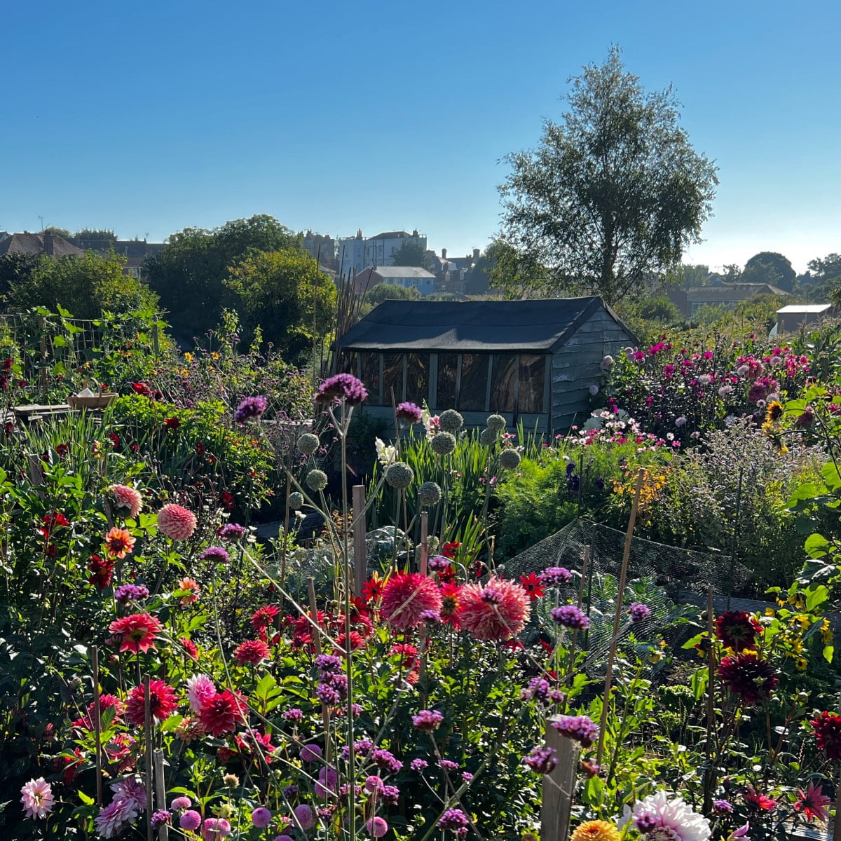 Surviving The Extended, Scorching Summer time season – The Pissed off Gardener Surviving The Extended, Scorching Summer time season – The Pissed off Gardener
