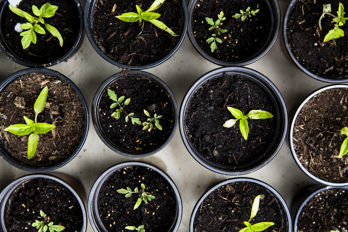 Seed starting trays with young vegetable seedlings growing indoors ready for spring planting calendar