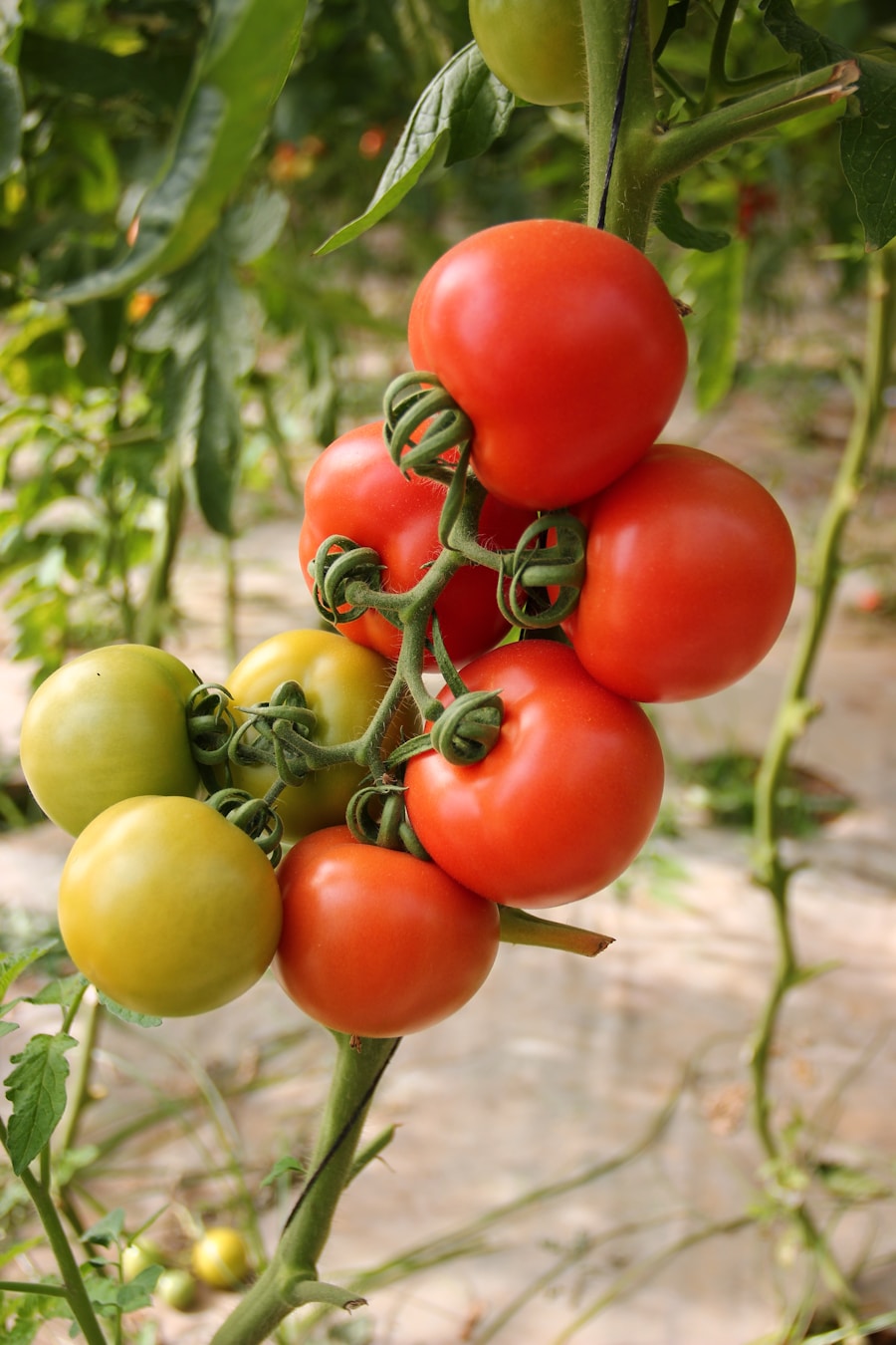 container gardening Cherry tomato plant growing in a large pot container producing ripe red fruit