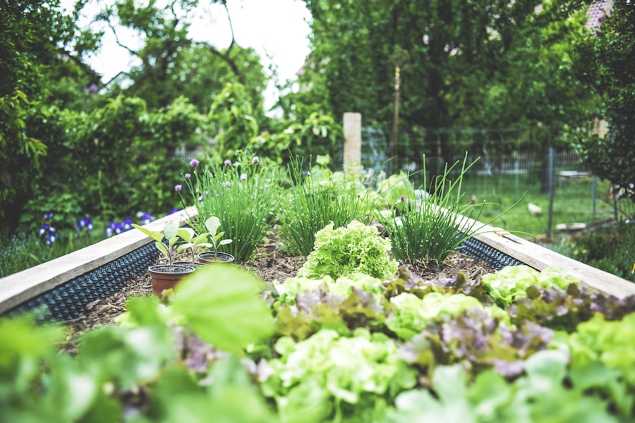 Gardener applying organic mulch around vegetable plants in a well-maintained garden bed