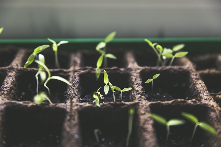 seeds indoors Hands gently planting and caring for young seedlings in a garden representing the joy of growing from seed