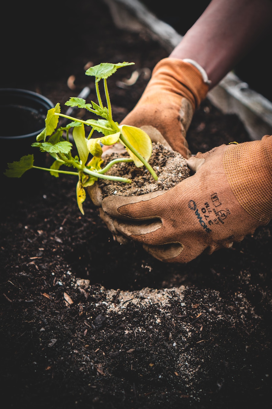 Seedlings growing on a bright windowsill with sunlight for starting seeds indoors at home