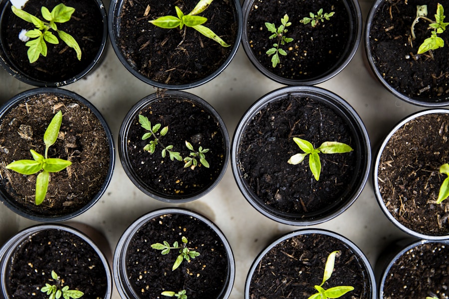 to grow Close up of healthy tomato plants with green fruits developing on the vine