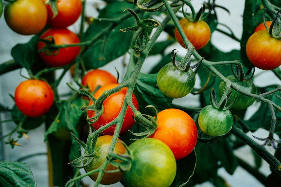 to grow Colorful heirloom tomatoes freshly harvested in variety of shapes and colors